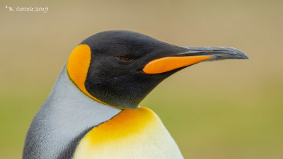 Koningspinguïn - King Penguin