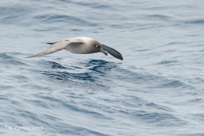 Roetkopalbatros - Light-mantled (sooty) Albatross