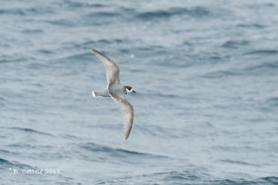 Blauwe Stormvogel - Blue Petrel - Halobaena caerulea