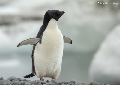 Adliepingun - Adlie Penguin - Pygoscelis adeliae