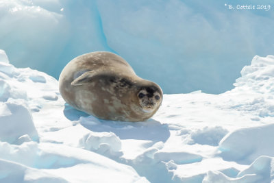 Weddellzeehond - Weddell Seal - Leptonychotes weddellii