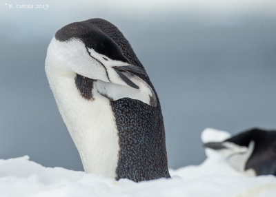 Stormbandpinguïn - Chinstrap Penguin