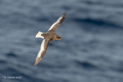 Antarctische Stormvogel - Antarctic Petrel - Thalassoica antarctica