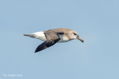 Grijskopalbatros - Grey-headed Albatross