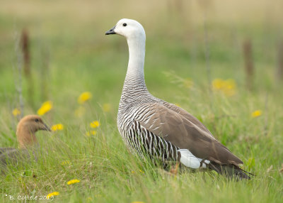 Magelhaengans - Upland Goose