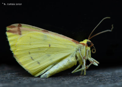 Hagedoornvlinder - Brimestone Moth - Opisthograptis luteolata