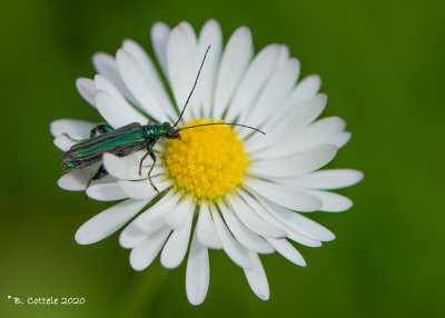 Fraaie Schijnbok - Thick-legged flower beetle - Oedemera nobilis