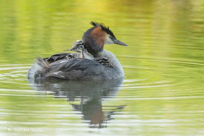 Fuut - Great Crested Grebe - Podiceps cristatus