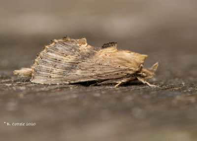 Snuitvlinder - Pale prominent - Pterostoma palpina