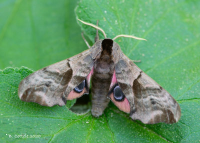 Pauwoogpijlstaart - Eyed hawk-moth - Smerinthus ocellatus
