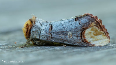 Wapendrager - Buff-tip - Phalera bucephala