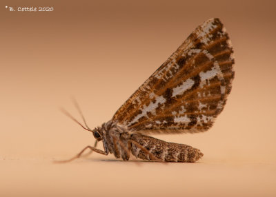 Dennenspanner - Bordered white - Bupalus piniaria