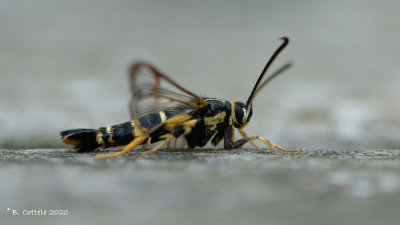 Eikenwespvlinder - Yellow-legged clearwing - Synanthedon vespiformis
