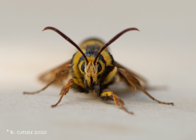 Hoornaarvlinder - Hornet moth - Sesia apiformis