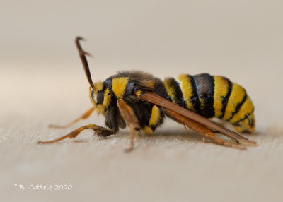Hoornaarvlinder - Hornet moth - Sesia apiformis
