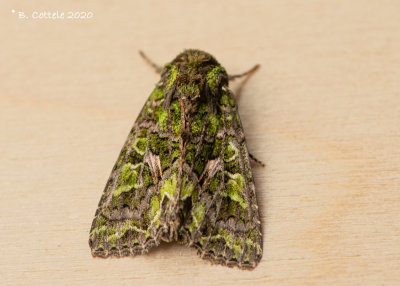 Meldevlinder - Orache moth - Trachea atriplicis
