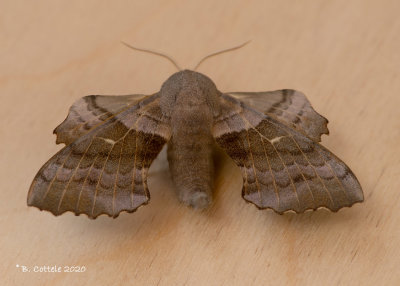 Populierenpijlstaart - Poplar hawk-moth - Laothoe populi