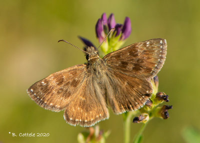 Bruin dikkopje - Dingy skipper - Erynnis tages