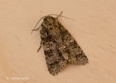 Zuringuil - Knot grass moth - Acronicta rumicis