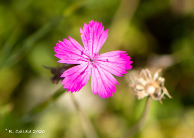 Karthuizer anjer - Carthusian pink - Dianthus carthusianorum