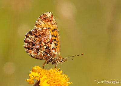 Titania's parelmoervlinder - Titania's fritillary - Boloria titania