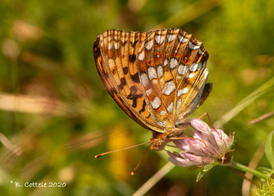 Bosrandparelmoervlinder - High brown fritillary - Fabriciana adippe