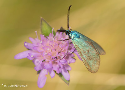 Metaalvlinder - Green forester - Adscita statices