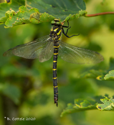 Zuidelijke bronlibel - Sombre goldenwing - Cordulegaster bidentata