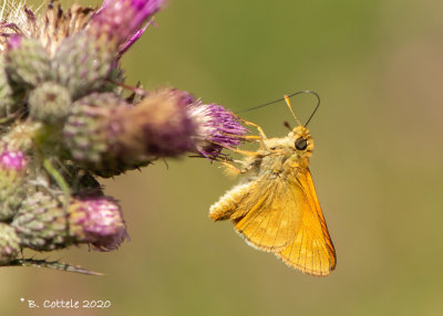 Groot dikkopje - Large skipper - Ochlodes sylvanus