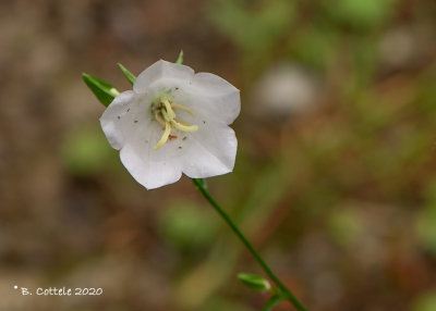 Prachtklokje - Peached-leaved bellflower - Campanula persicifolia