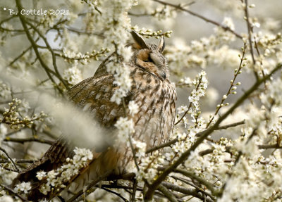 Ransuil - Long-eared owl - Asio otus