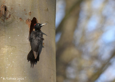 Zwarte specht - Black woodpecker - Dryocopus martius