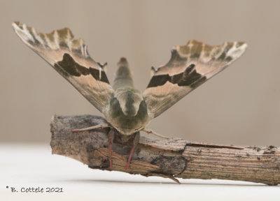 Lindepijlstaart - Lime hawk-moth - Mimas tiliae