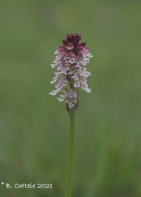 Aangebrande orchis - Burnt-tip orchid - Neotinea ustulata