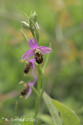 Bijenorchis x Hommelorchis - Bee orchid x Bumblebee orchid  - Ophrys apfera x holoserica