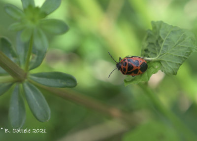 Scharlaken schildwants  - Scarlet Shieldbug - Eurydema dominulus