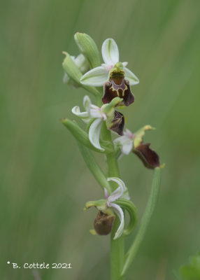 Hommelorchis - Late spider orchid - Ophrys holoserica