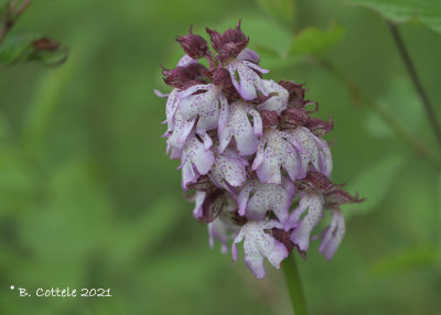 Purperorchis - Lady orchid - Orchis purpurea