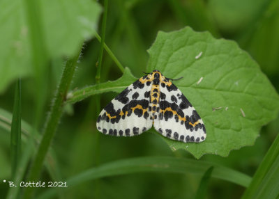 Bonte bessenvlinder - Magpie moth - Abraxas grossulariata