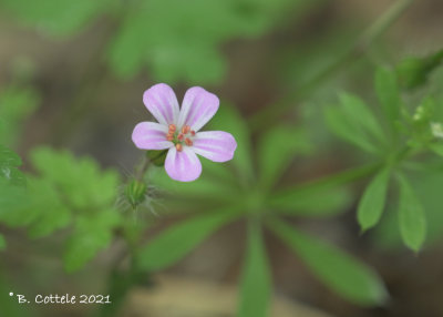 Robertskruid - herb-Robert - Geranium robertianum