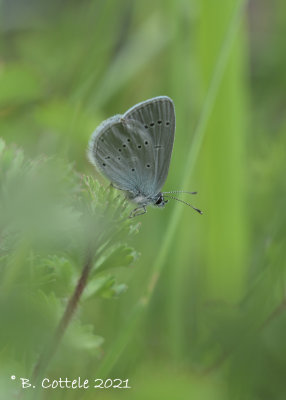 Dwergblauwtje - Small blue - Cupido minimus