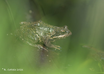 Bruine kikker - Common frog - Rana temporaria
