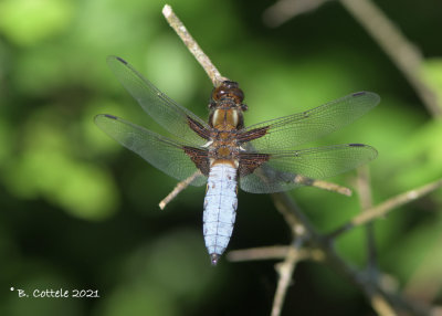 Platbuik - Broad-bodied chaser - Libellula depressa