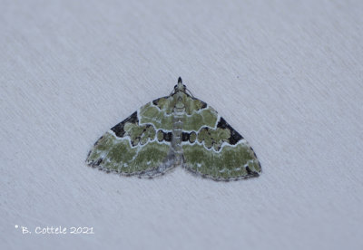 Kleine groenbandspanner - Green carpet - Colostygia pectinataria