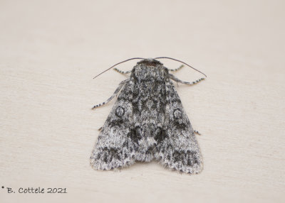 Schilddrager - Poplar grey - Acronicta megacephala 