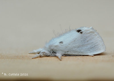 Donsvlinder - Yellow-tail moth - Sphrageidus similis