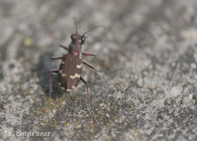 Bastaardzandloopkever - Northern dune tiger beetle - Cicindela hybrida