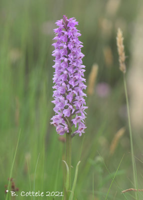 Gevlekte rietorchis - Southern marsh orchid - Dactylorhize praetermissa var. junialis