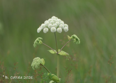 Gewone engelwortel - wild angelica - Angelica sylvestris