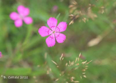 Steenanjer - Maiden pink - Dianthus deltoides